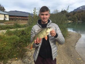 European Perch