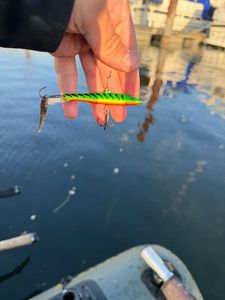 Round Goby