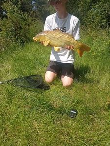 Common Carp