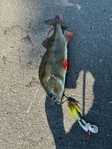 European Perch