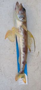 Mediterranean Flagfin