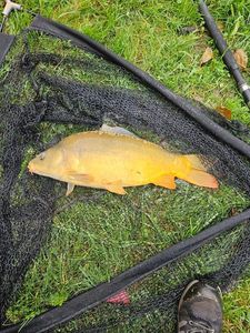 Leather Carp