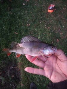 European Perch