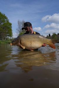 Common Carp
