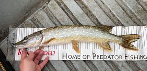 Northern Pike