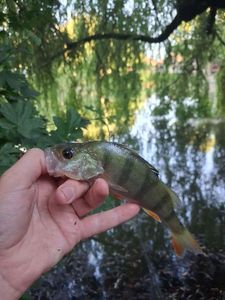 European Perch