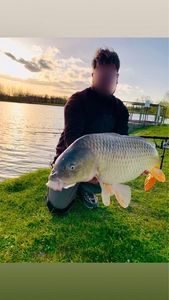 Common Carp