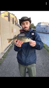 European Perch