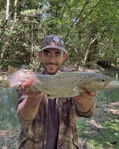 Brown Trout