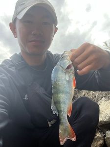 European Perch