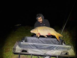 Common Carp