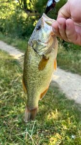 Smallmouth Bass