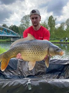 Common Carp