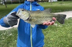 Largemouth Bass