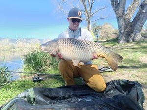 Common Carp