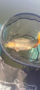 Leather Carp