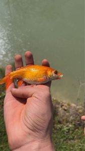Goldfish