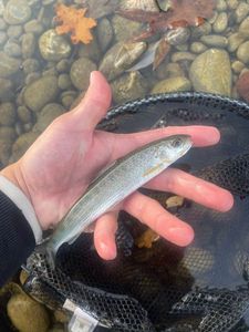 Grayling