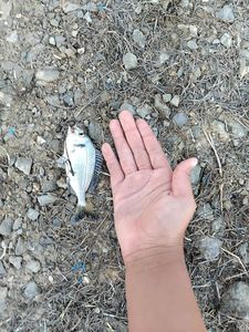 Gilthead Seabream