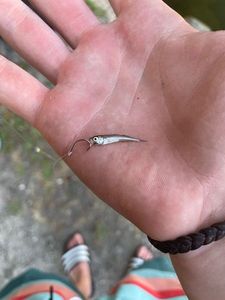 Smelt