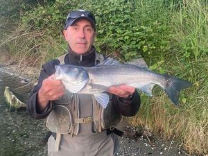 European Bass (Seabass)