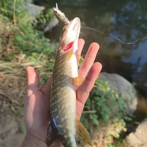 Northern Pike