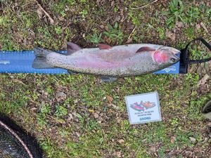 Rainbow Trout
