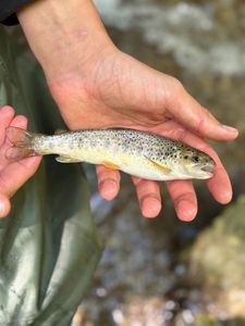 Brown Trout