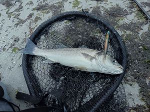 European Bass (Seabass)