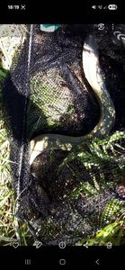 European Eel (Common Eel)