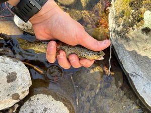 Brown Trout