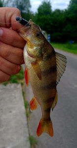 European Perch