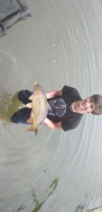 Common Carp