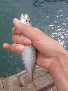 Chinchard Dos Vert