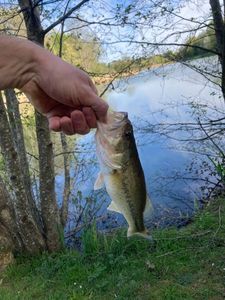 Largemouth Bass