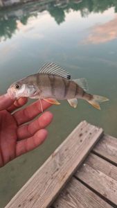 European Perch