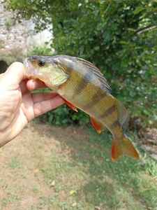 European Perch