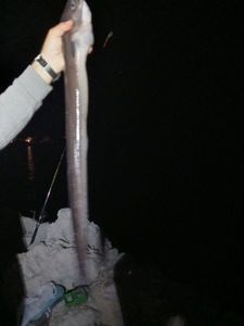Conger