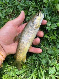 Brown Trout