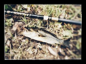 Smallmouth Bass