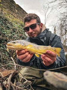 Brown Trout