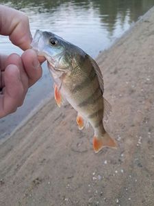 European Perch