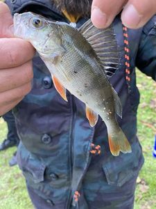 European Perch