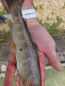 Brown Trout