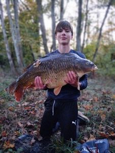 Common Carp