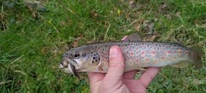 Brown Trout