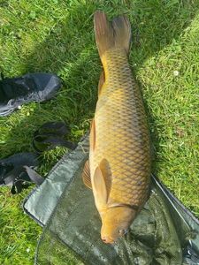 Common Carp
