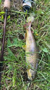 Brown Trout