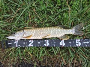 Northern Pike caught by Jordan Monkey Fishing 🇫🇷