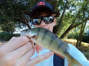 European Perch